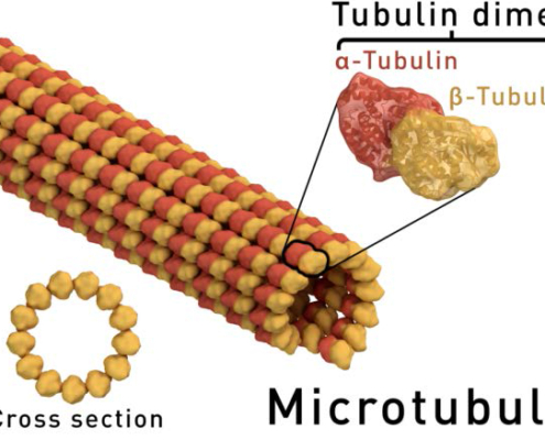 微管動態地改變長度 (Microtubules dynamically change length) | 仿生科技產業化資料庫