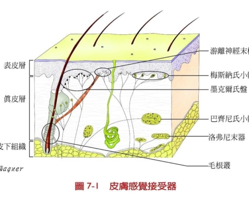 指尖增加觸覺敏感度 (Fingertips Increase Sensitivity to Touch) | 仿生科技產業化資料庫
