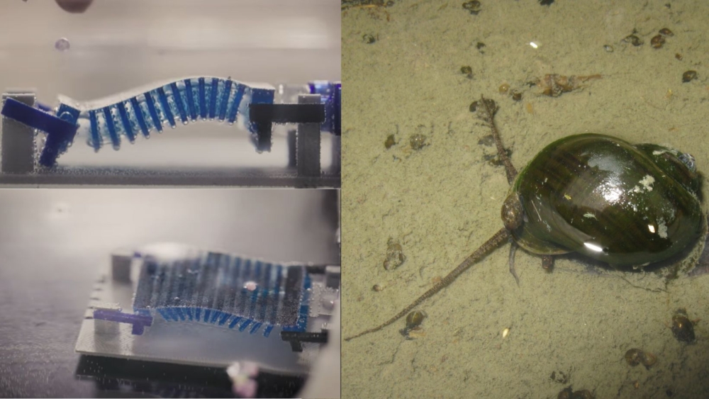 福壽螺貢獻靈感，科學家開發機器人收集海洋微塑膠！