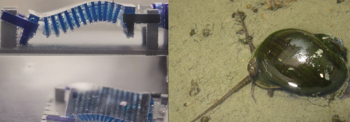 福壽螺貢獻靈感，科學家開發機器人收集海洋微塑膠！
