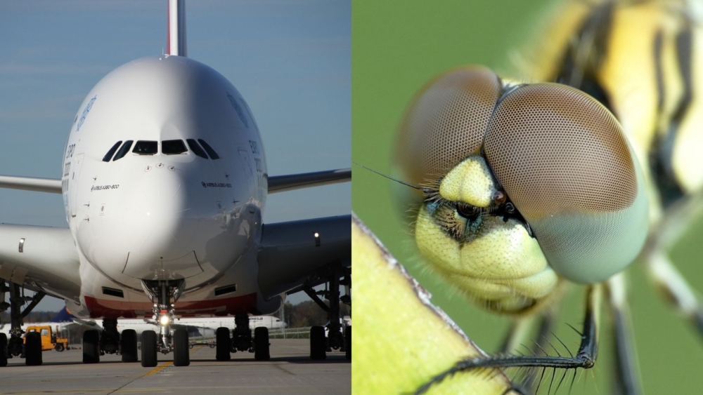 受蜻蜓視覺啟發的客機自動駕駛技術