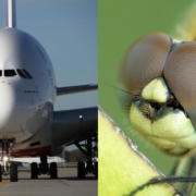 受蜻蜓視覺啟發的客機自動駕駛技術